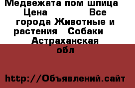 Медвежата пом шпица › Цена ­ 40 000 - Все города Животные и растения » Собаки   . Астраханская обл.